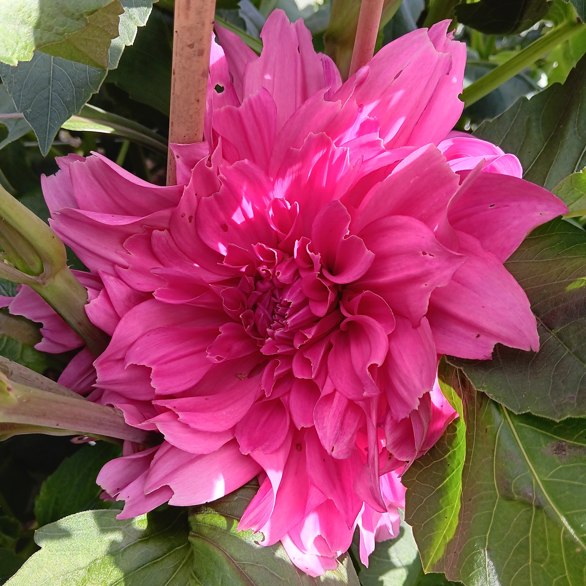 Dahlia frö  mamma Cafe au Lait Rose 5 frö x - 2