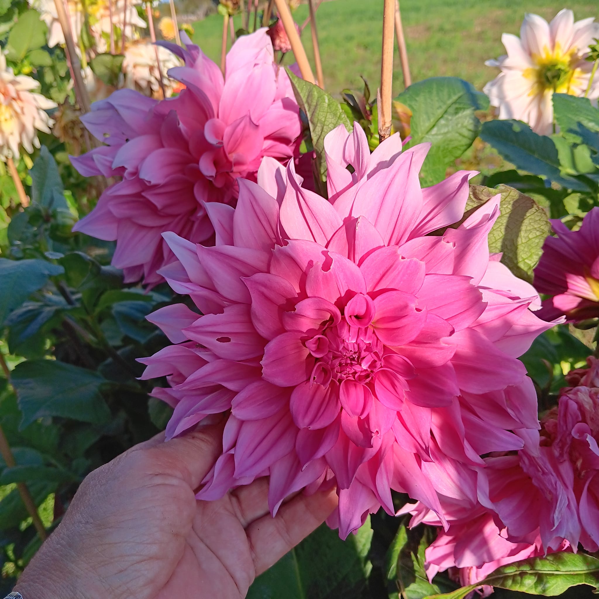 Dahlia frö  mamma Cafe au Lait Rose 5 frö x - 4