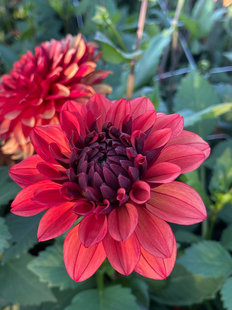 Dahlia knöl Missis Miley  Dekorativ Småblommande  x - 2