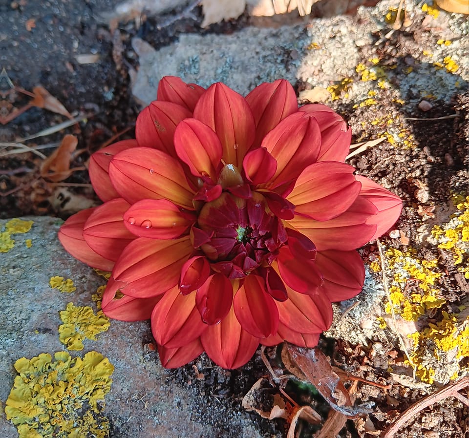 Dahlia knöl Missis Miley  Dekorativ Småblommande  x - 3