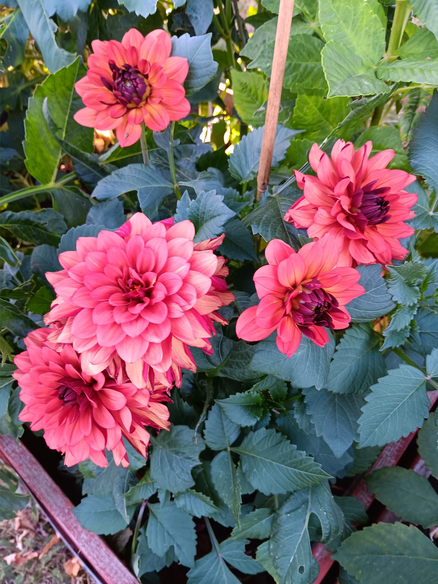 Dahlia knöl Missis Miley  Dekorativ Småblommande  x - 4