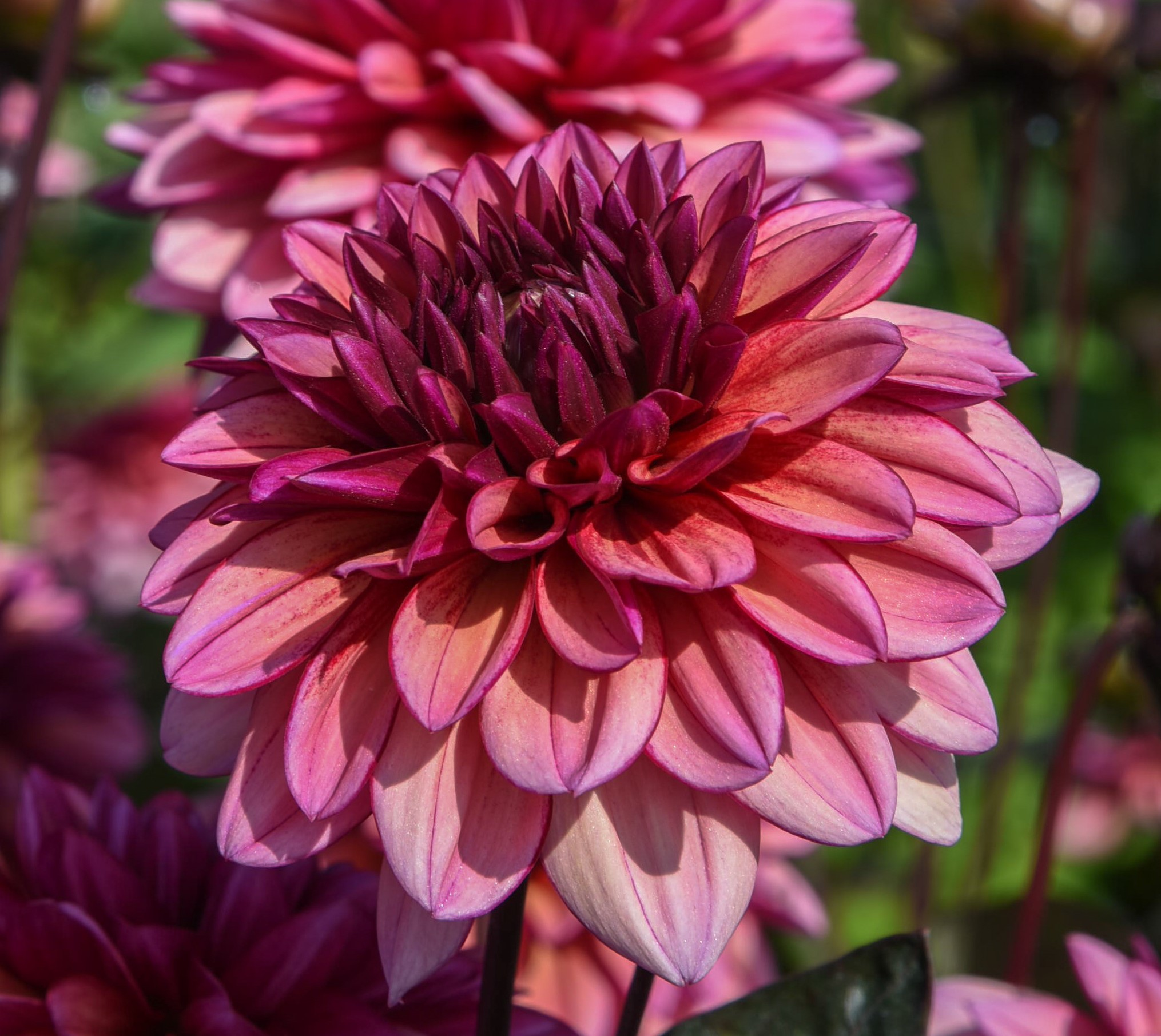 Dahlia knöl Molly Raven Dekorativ Småblommande x