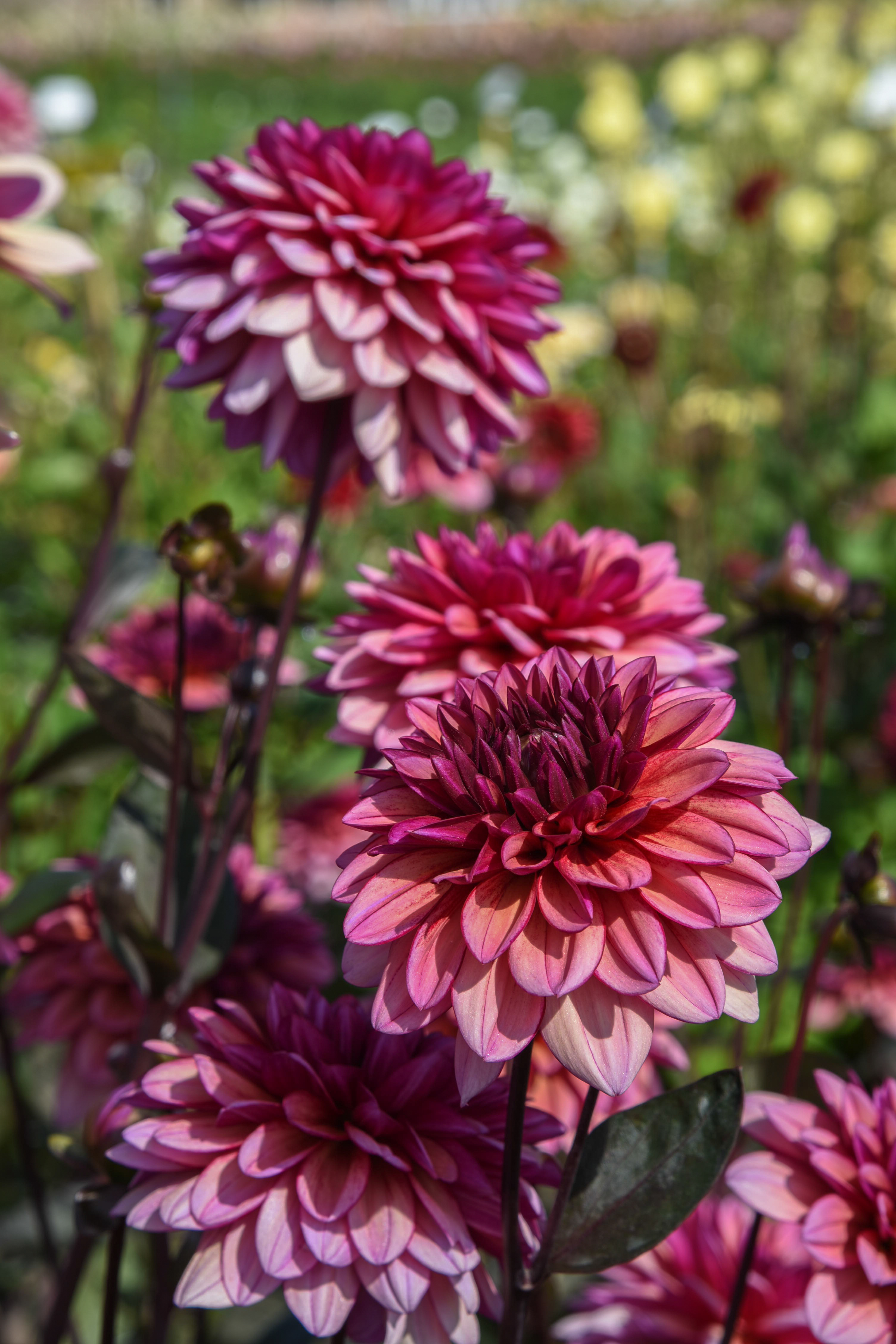Dahlia knöl Molly Raven Dekorativ Småblommande x - 2