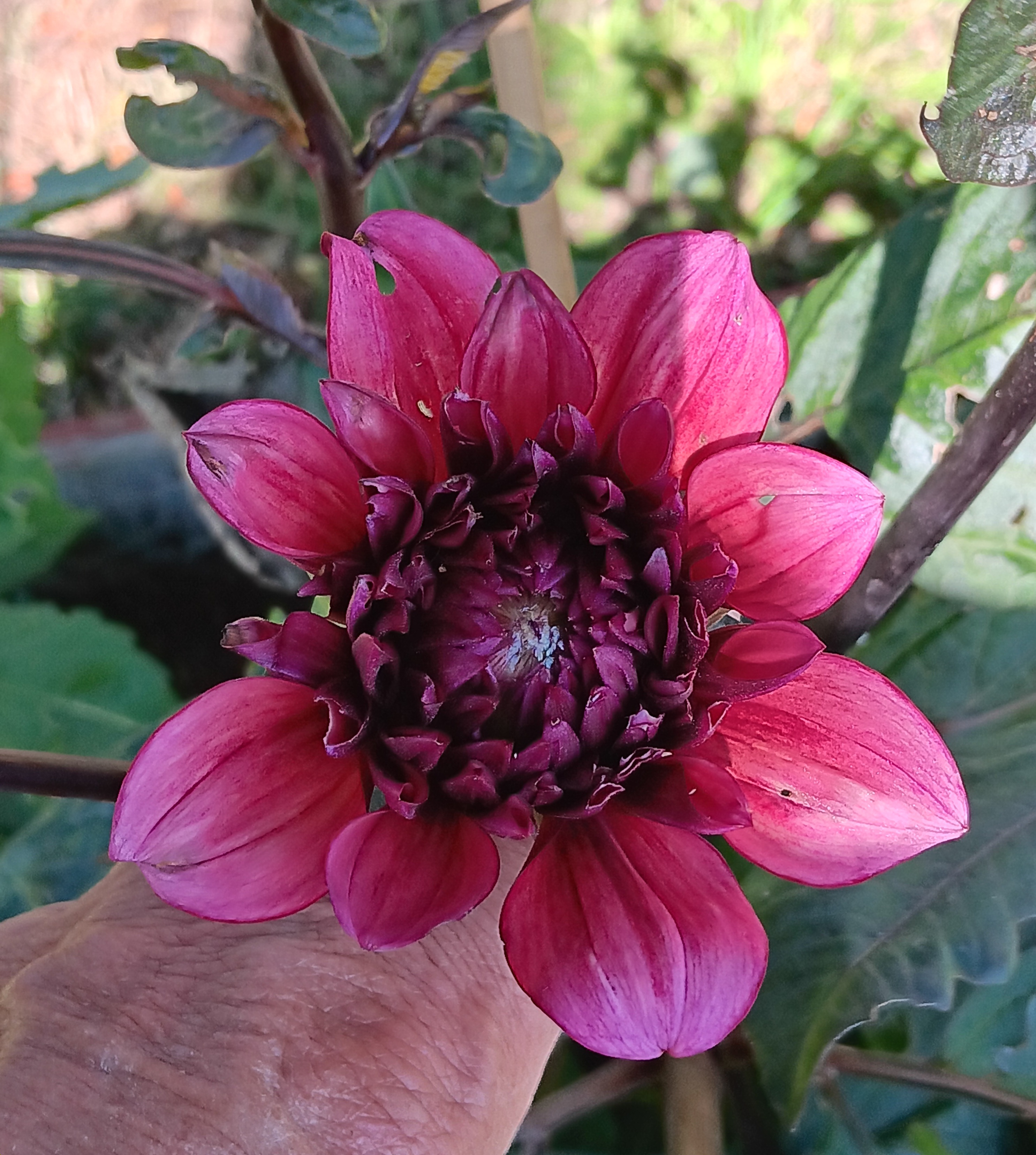 Dahlia knöl Molly Raven Dekorativ Småblommande x - 3