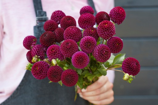 Dahlia knöl Moorplace Pompon  x