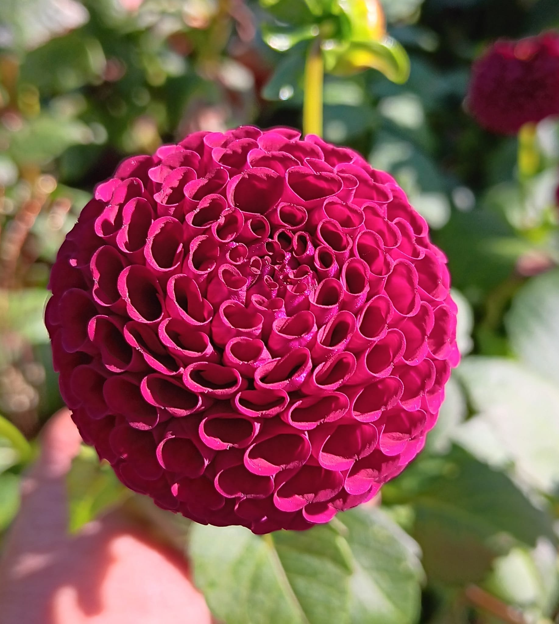 Dahlia knöl Moorplace Pompon  x - 3