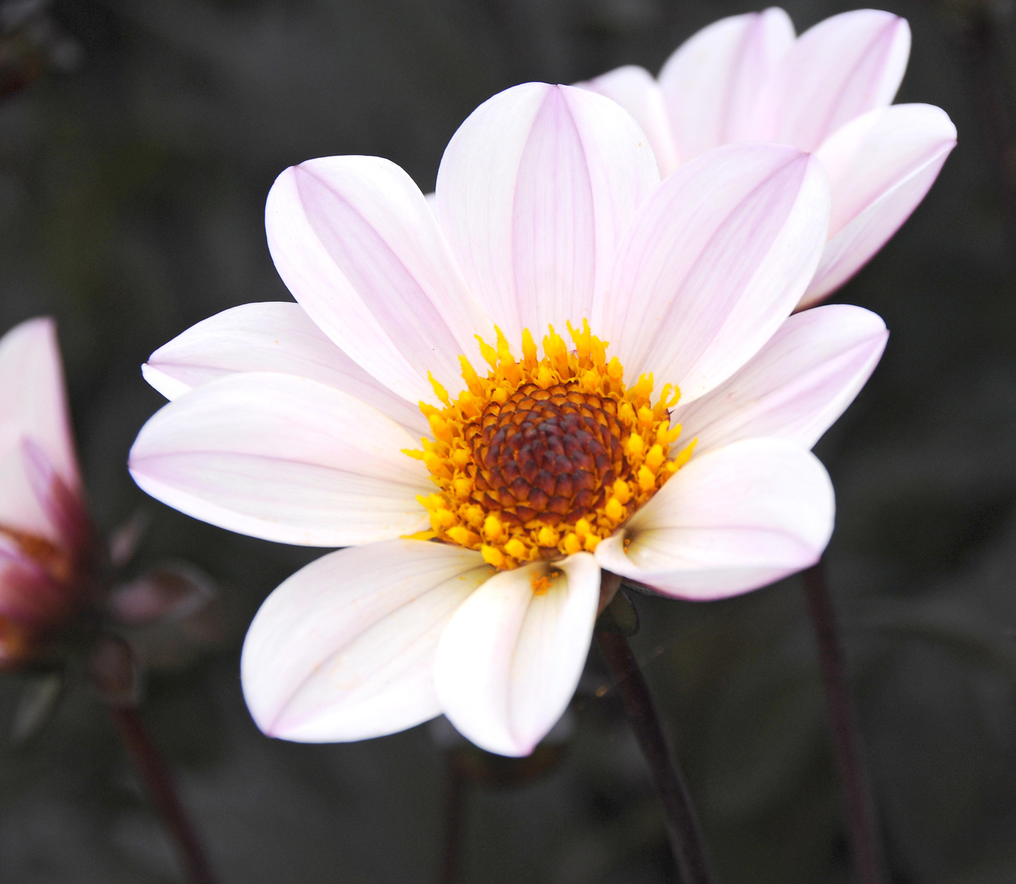 Dahlia frö mamma l  HS Princess 5 frö