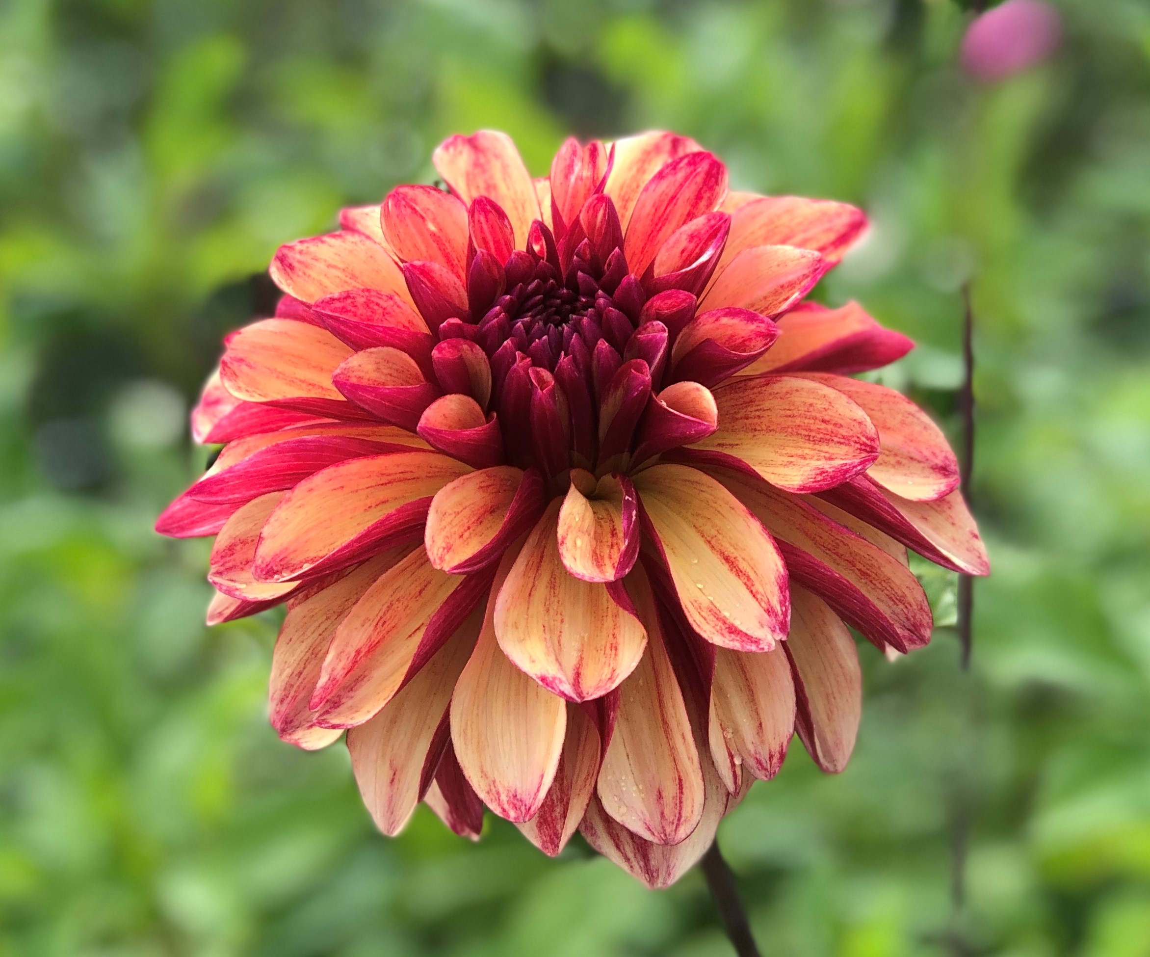 Dahlia knöl Gitts Crazy Dekorativ storblommande