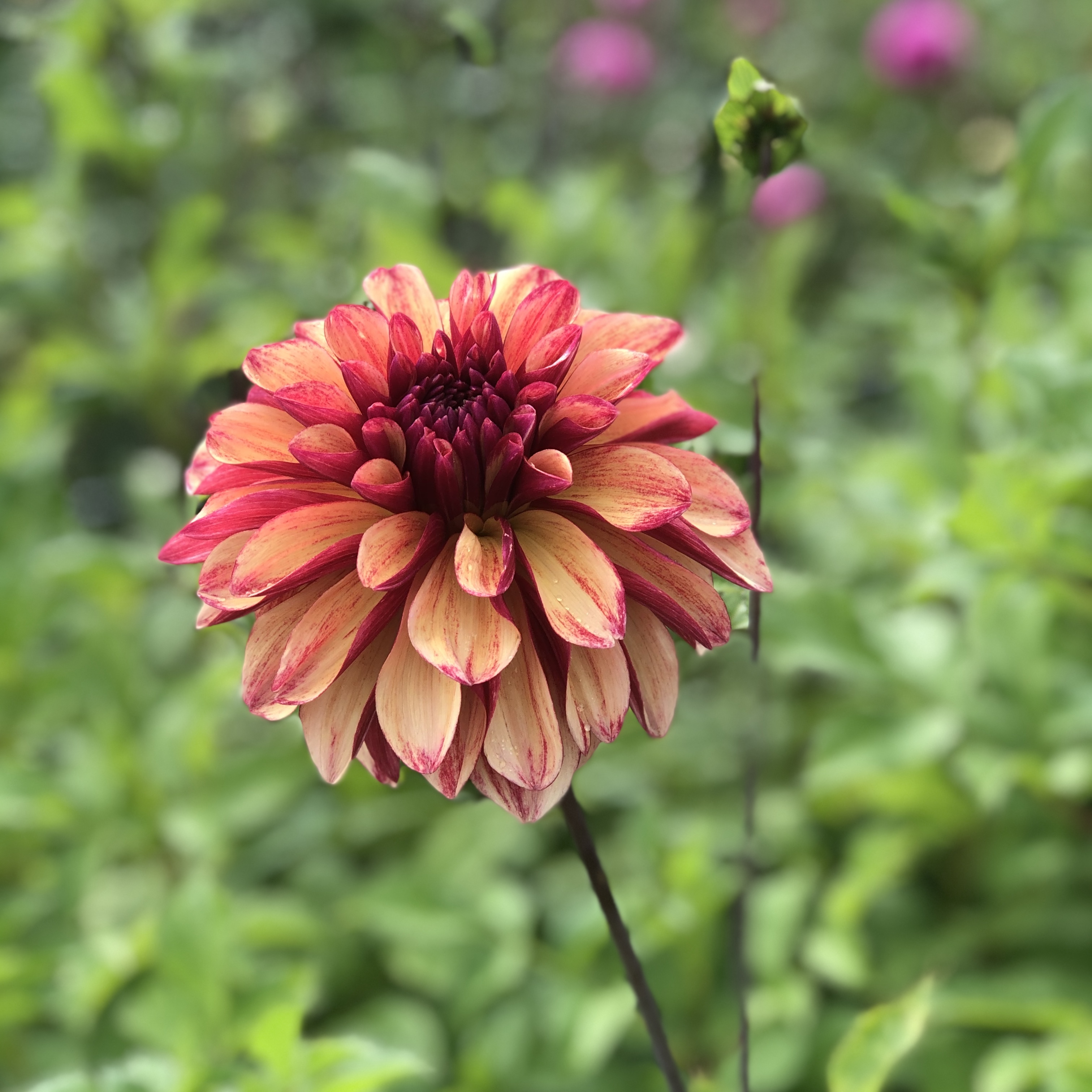 Dahlia knöl Gitts Crazy Dekorativ storblommande - 2