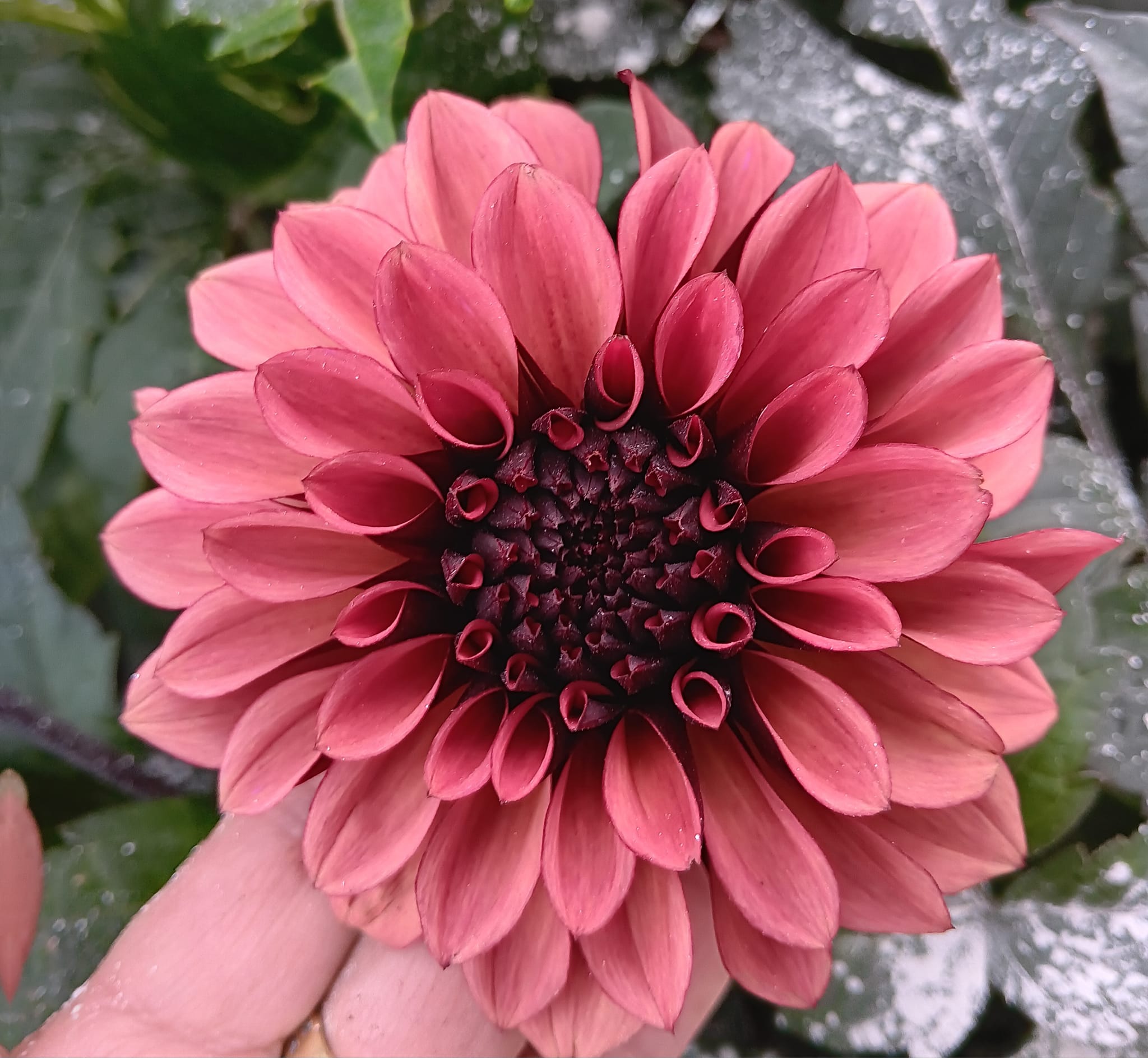 Dahlia knöl Night Silence  "Dekorativ Småblommande"  x - 2