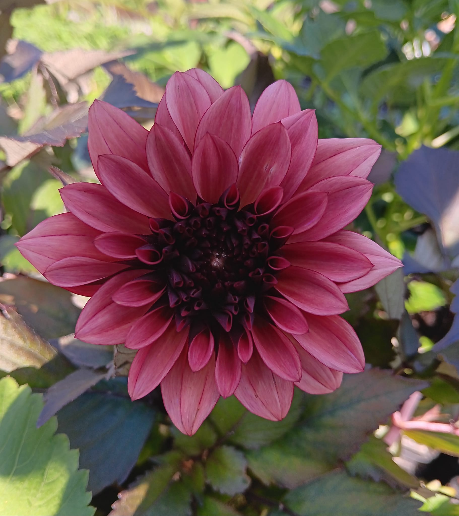 Dahlia knöl Night Silence  "Dekorativ Småblommande"  x - 3
