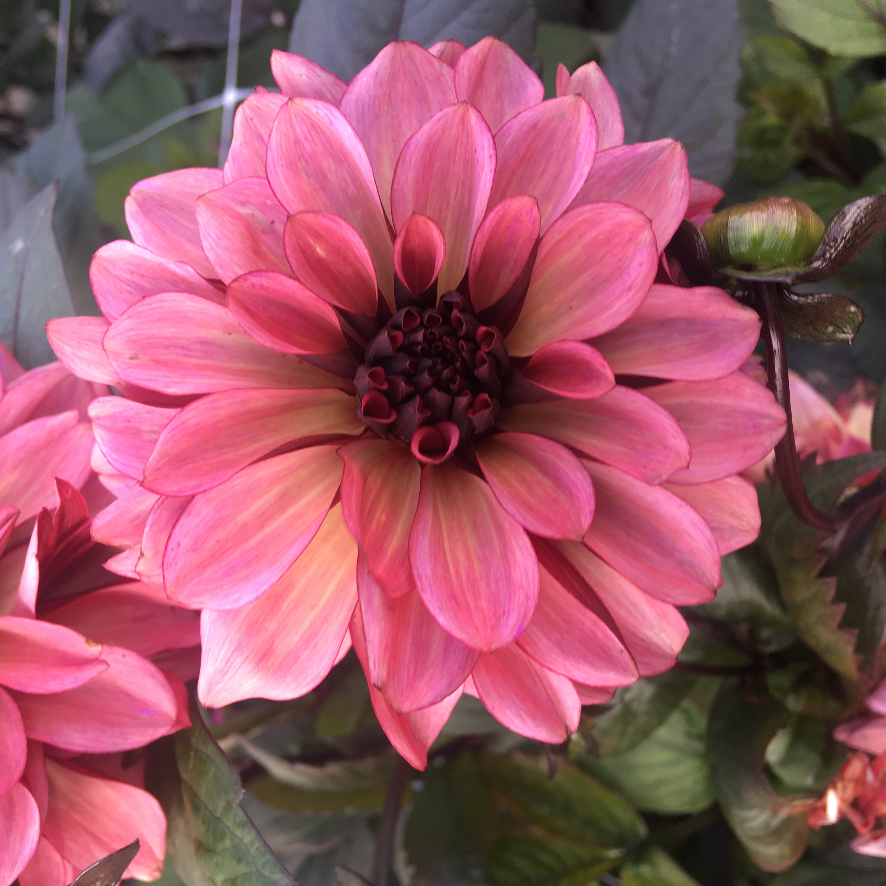 Dahlia knöl Night Silence  "Dekorativ Småblommande"  x
