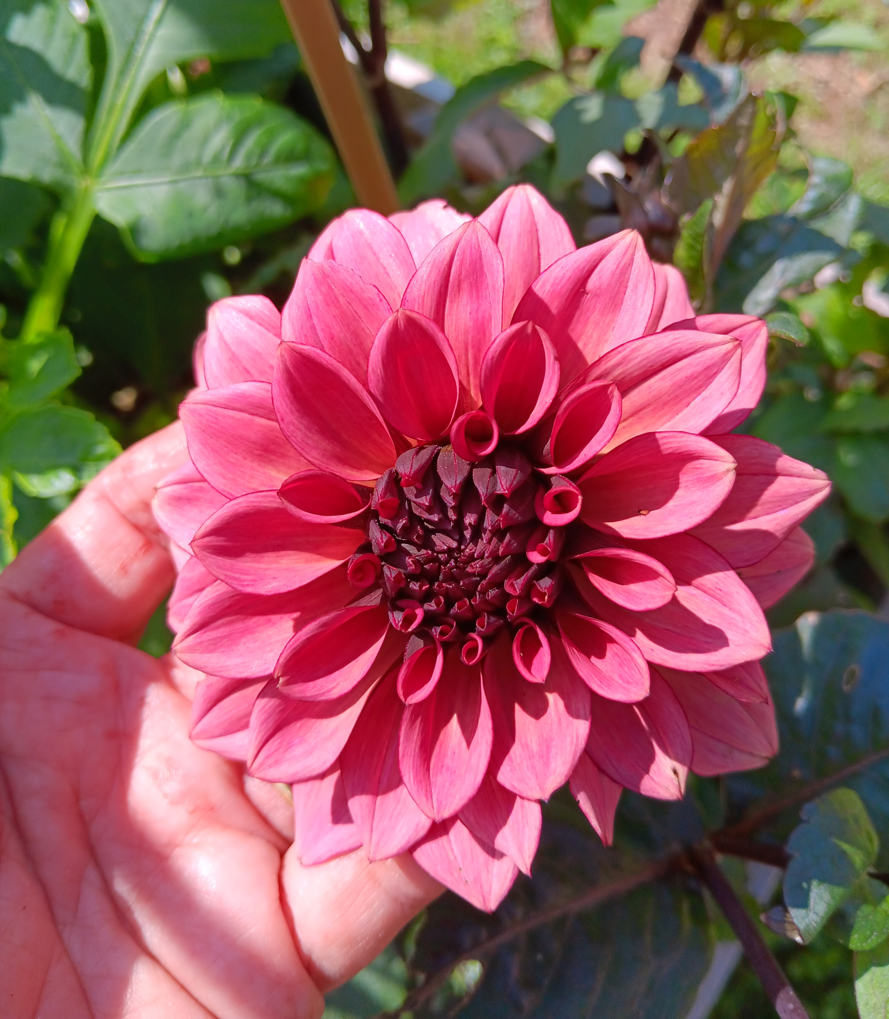 Dahlia knöl Night Silence  "Dekorativ Småblommande"  x - 4