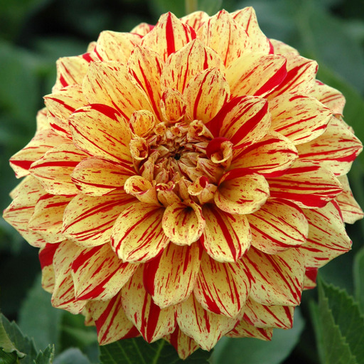 Dahlia knöl  Gloriosa "Dekorativ Mediumblommande" x