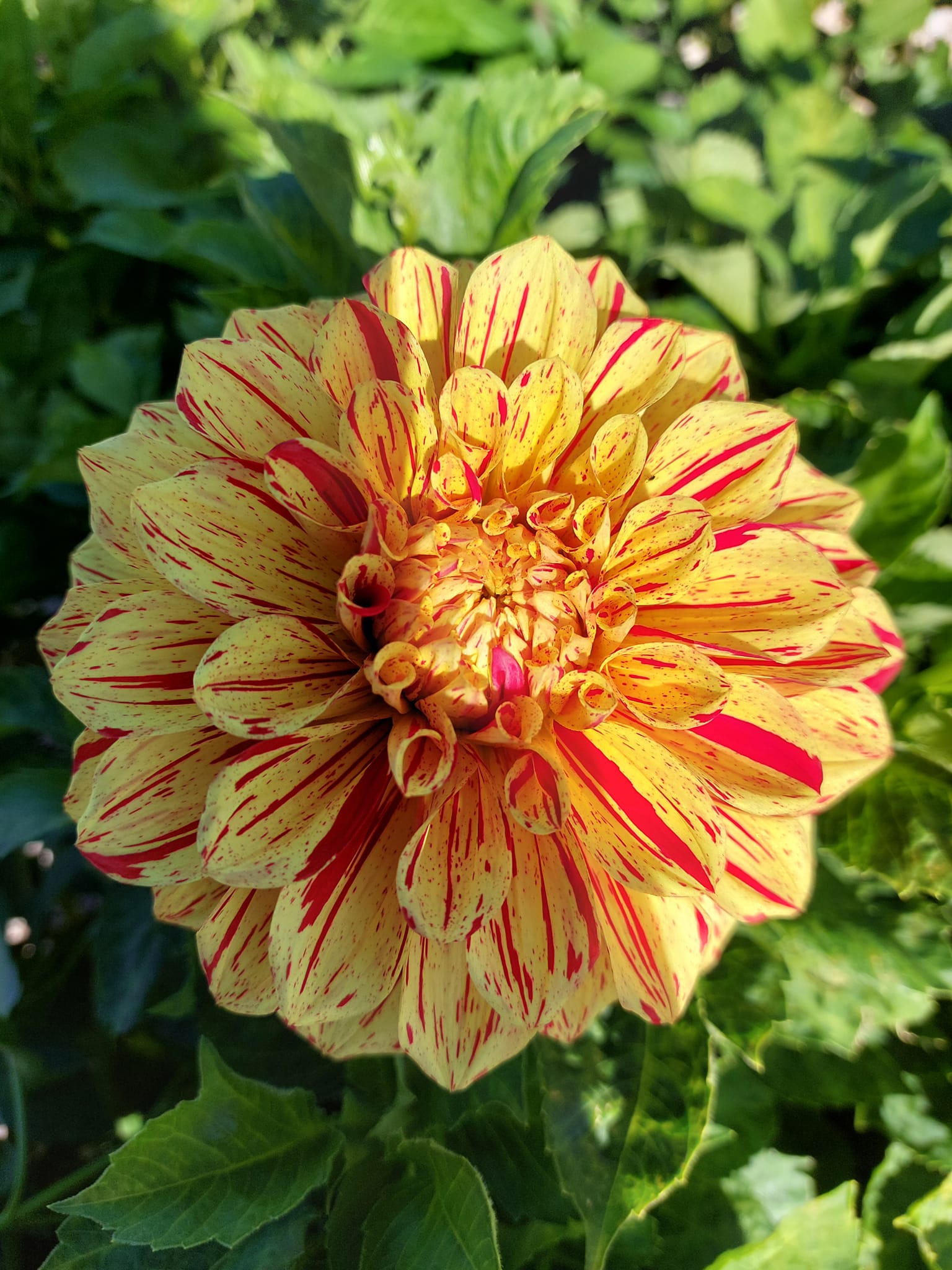 Dahlia knöl  Gloriosa "Dekorativ Mediumblommande" x - 2