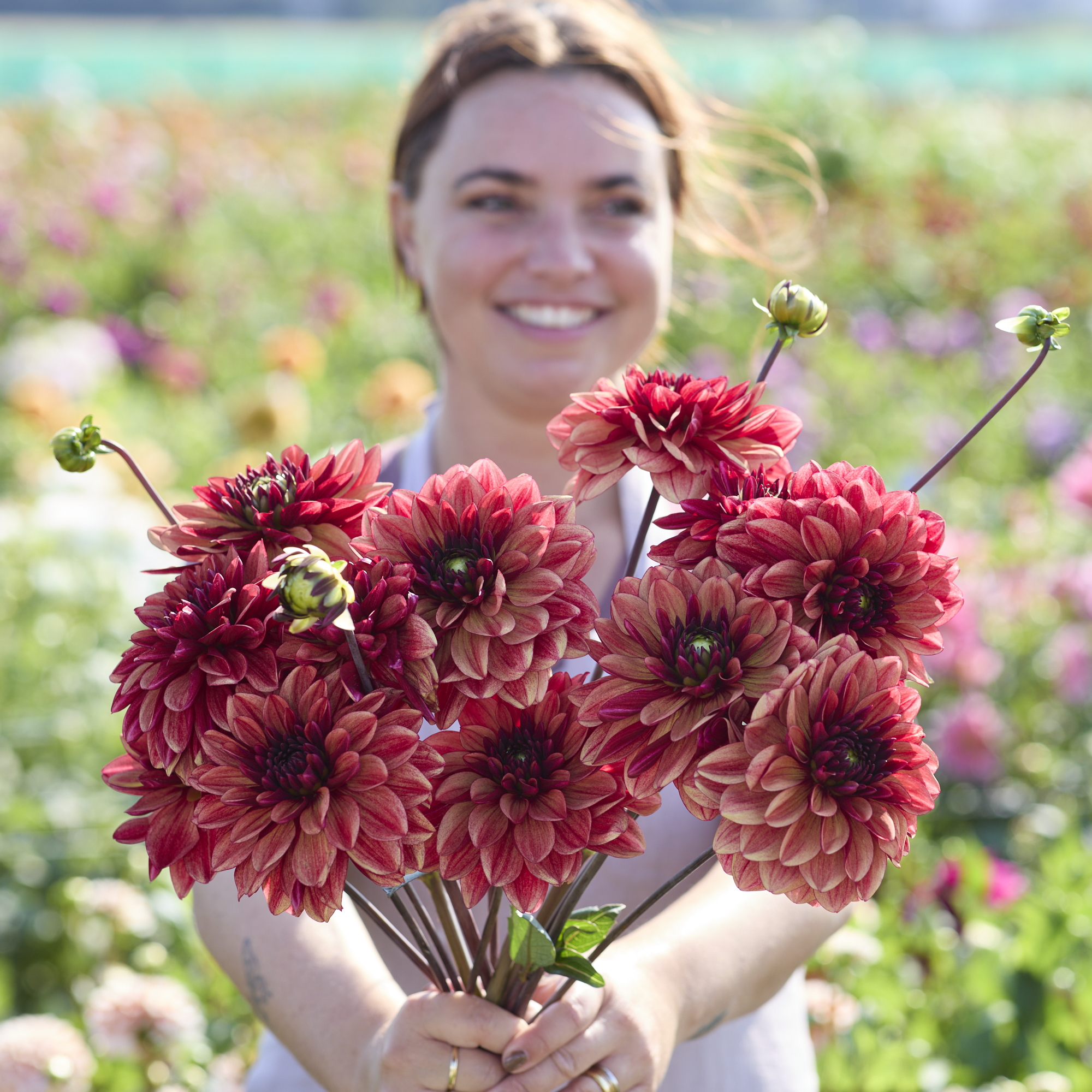 Dahlia knöl Glossy Maracana