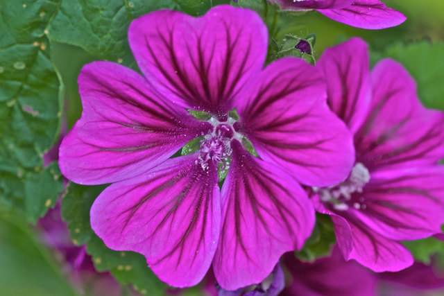 Malva Mauritiana