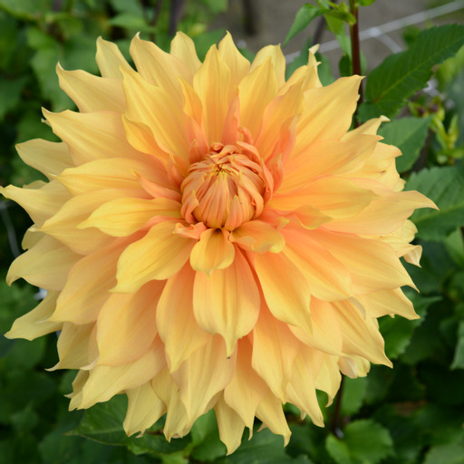 Dahlia knöl Hamari Gold "Dekorativ jätteblommande"   - 2