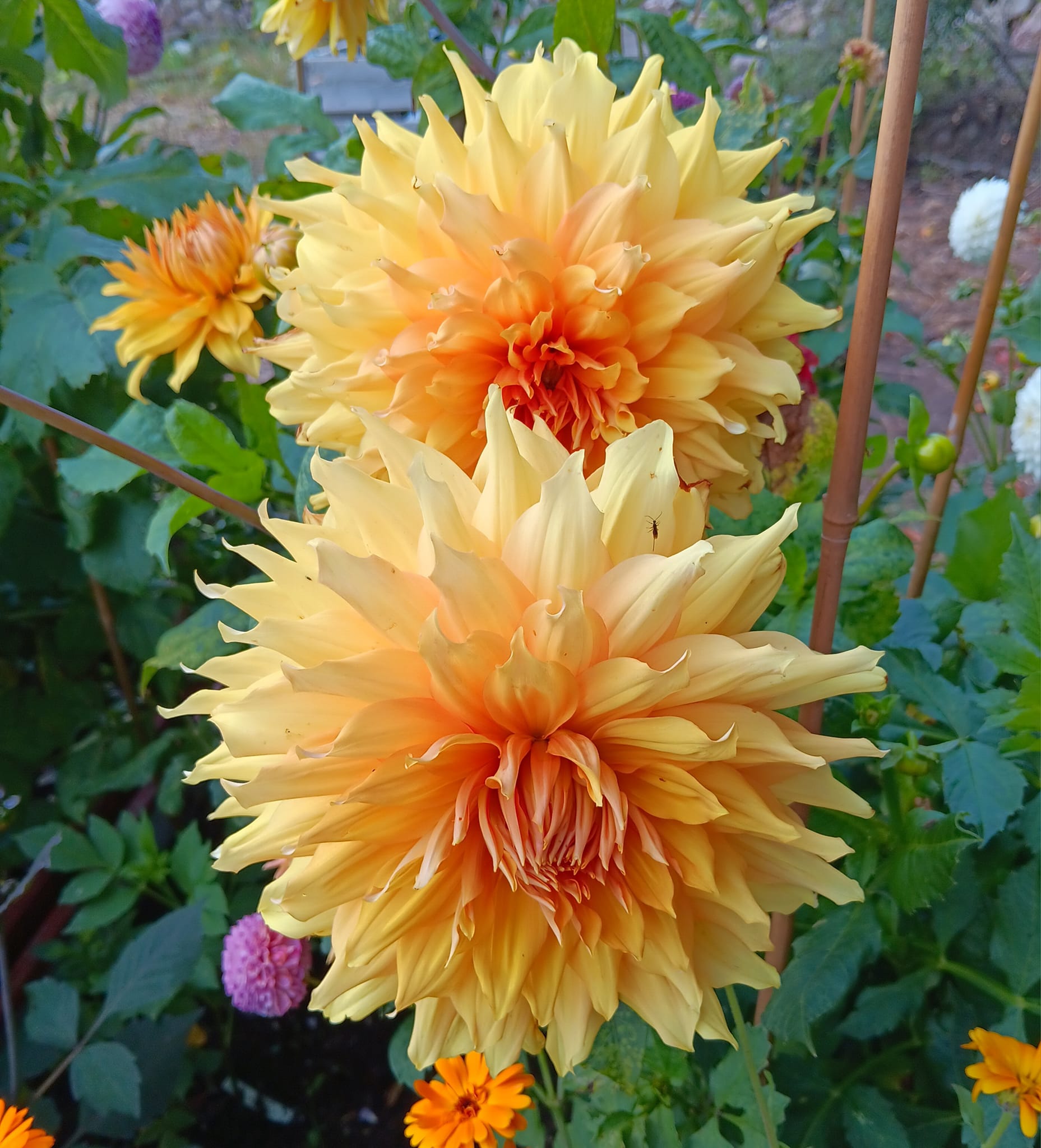 Dahlia knöl Hamari Gold "Dekorativ jätteblommande"   - 5