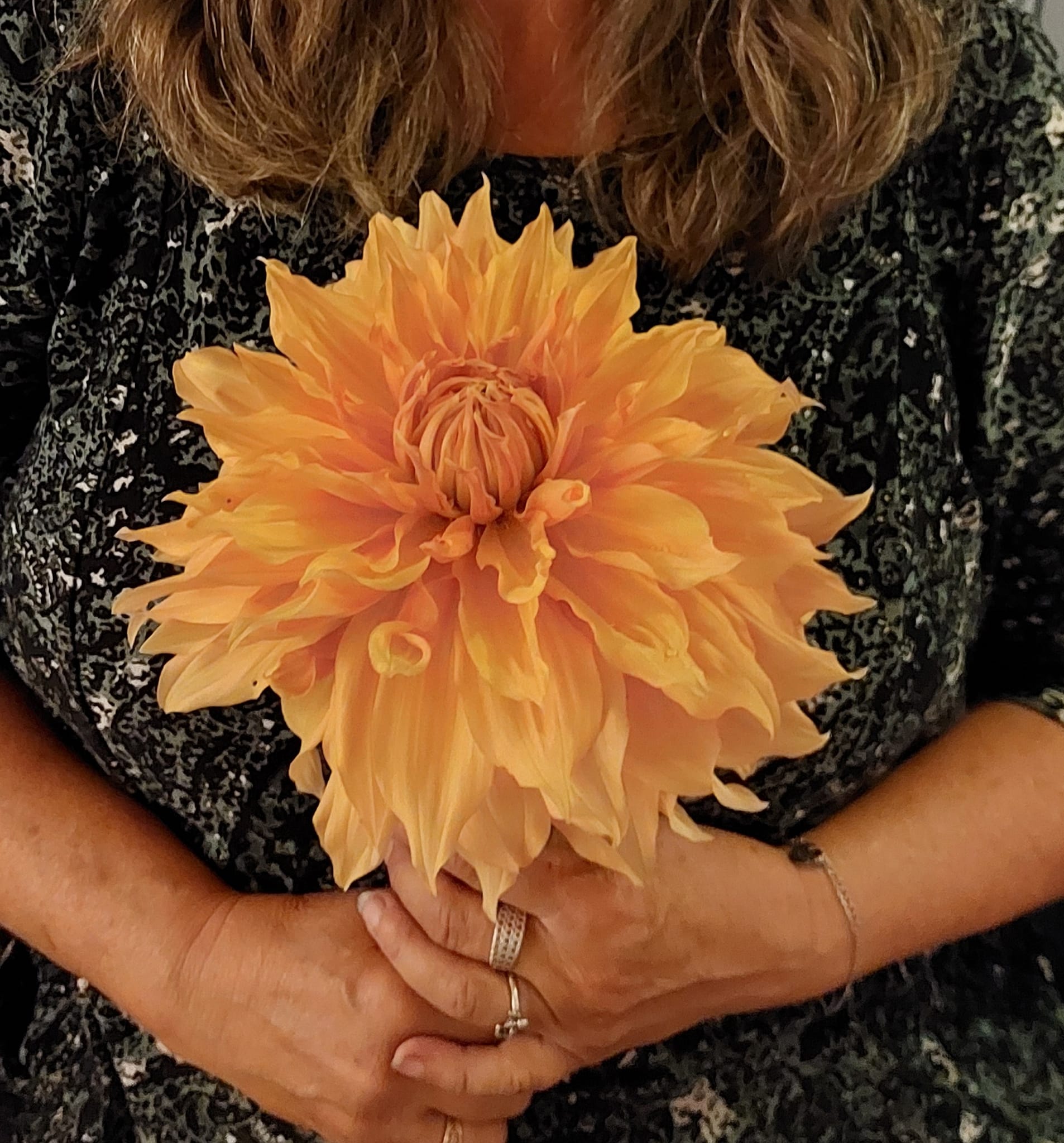 Dahlia knöl Hamari Gold "Dekorativ jätteblommande"  