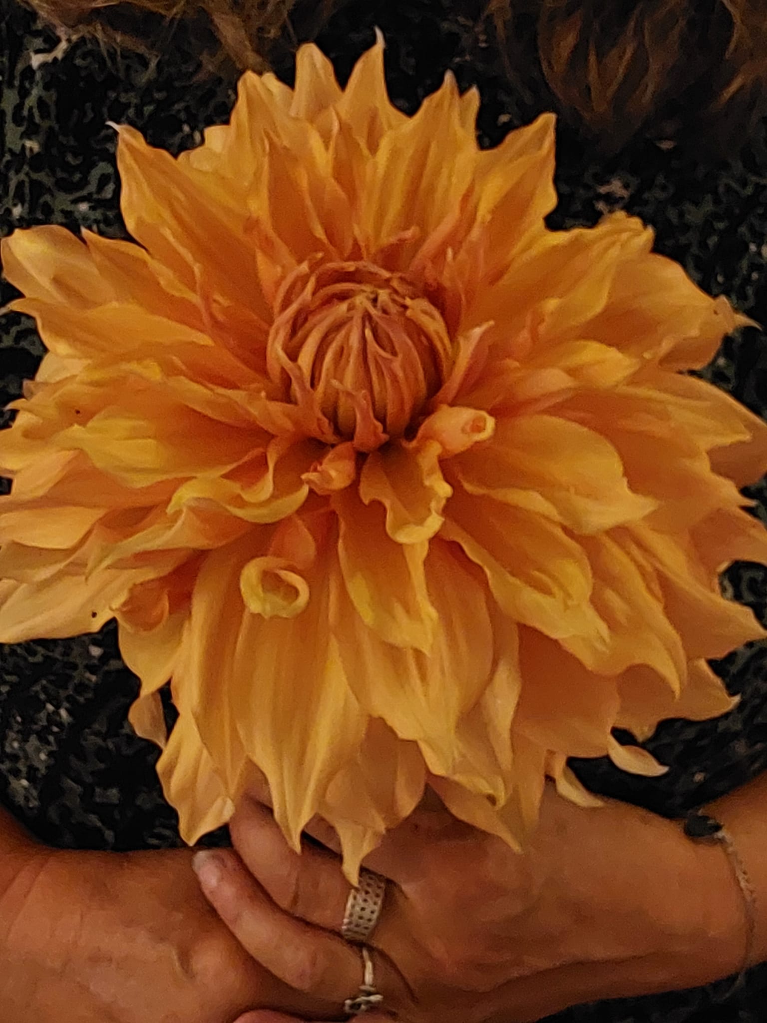 Dahlia knöl Hamari Gold "Dekorativ jätteblommande"   - 3