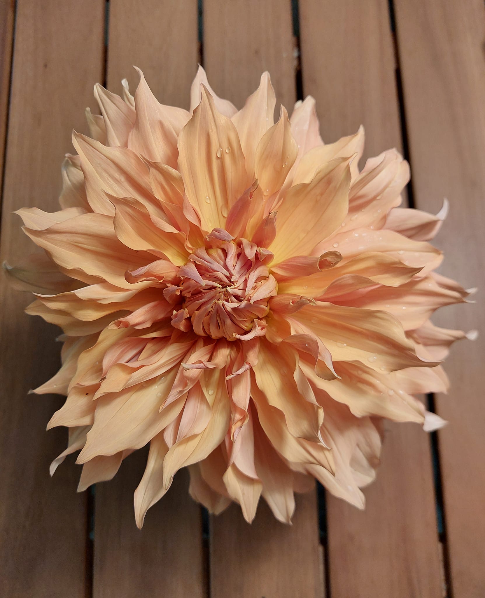 Dahlia knöl Hamari Gold "Dekorativ jätteblommande"   - 4