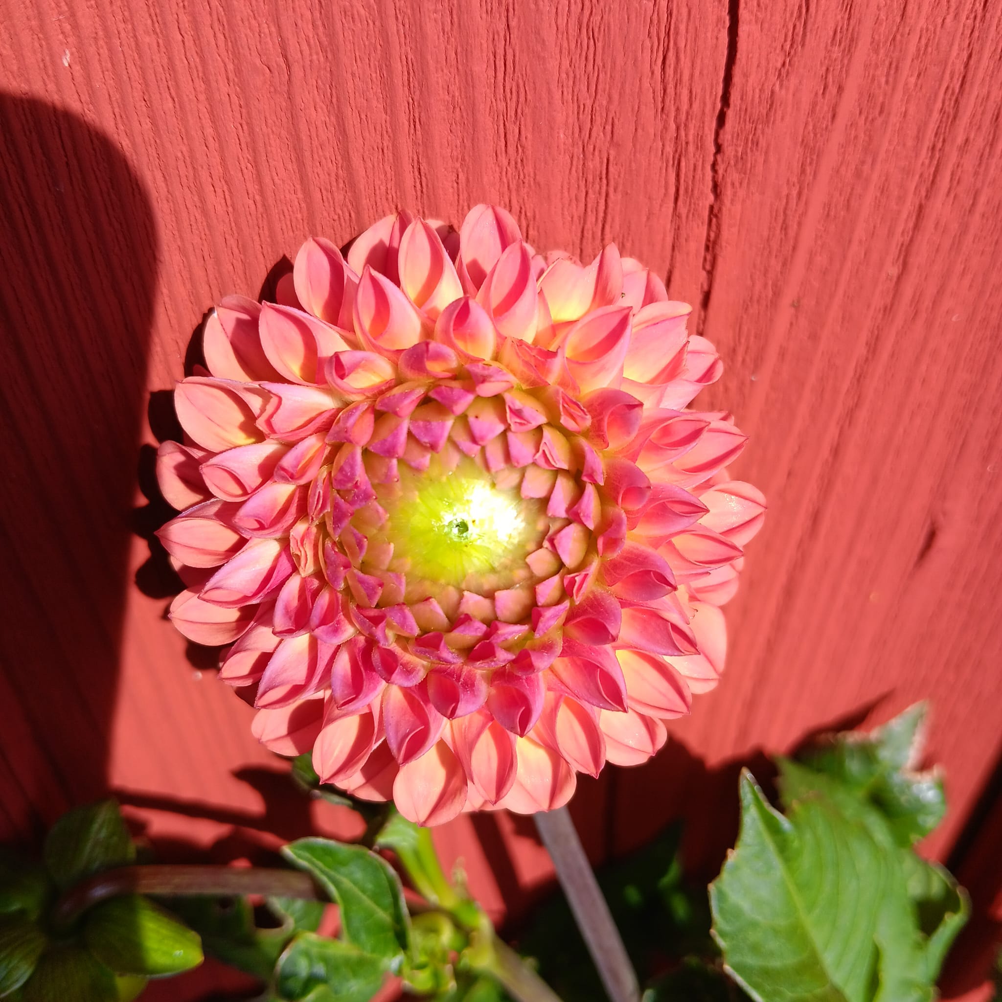 Dahlia knöl Hapet Coppery "Bolldahlia"   - 3
