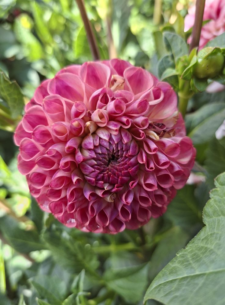 Dahlia knöl Hapet Coppery "Bolldahlia"   - 5