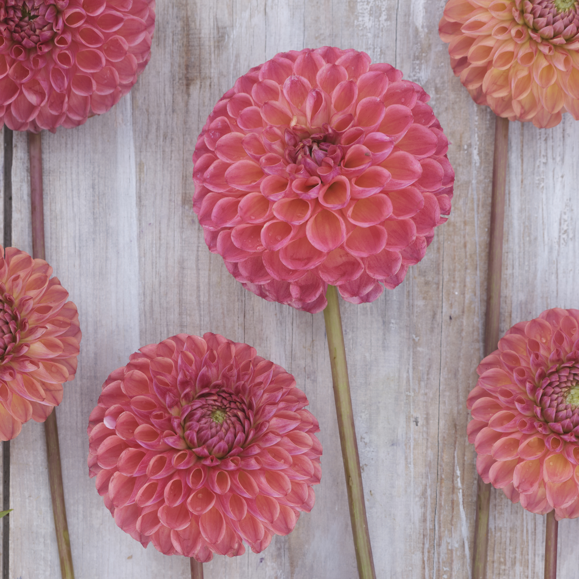 Dahlia knöl Hapet Coppery "Bolldahlia"   - 6