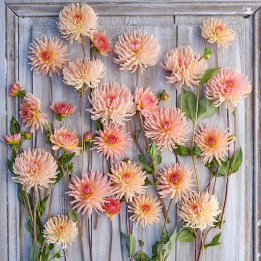 Dahlia knöl Henriette Kaktus   - 2