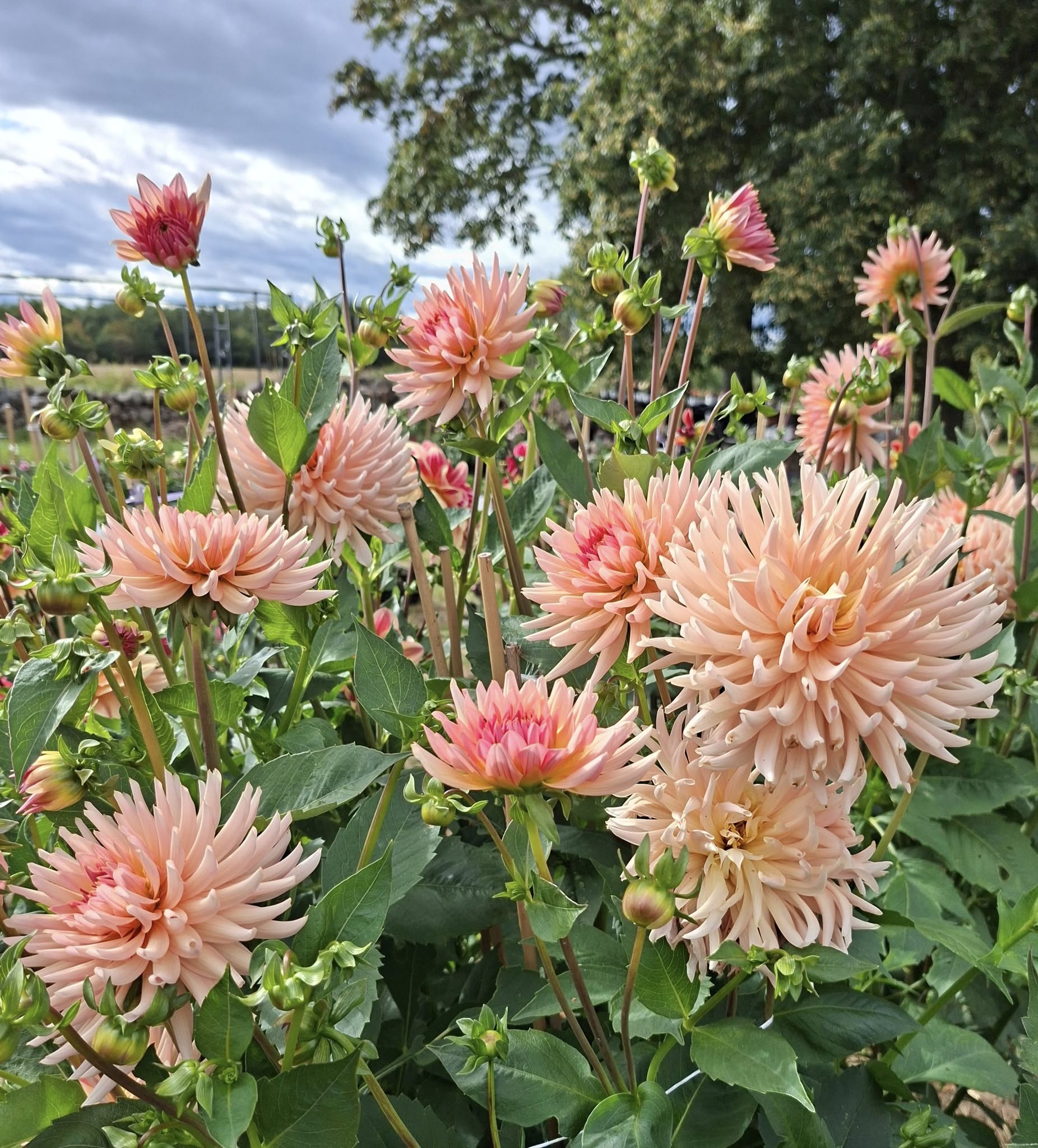 Dahlia knöl Henriette Kaktus   - 7
