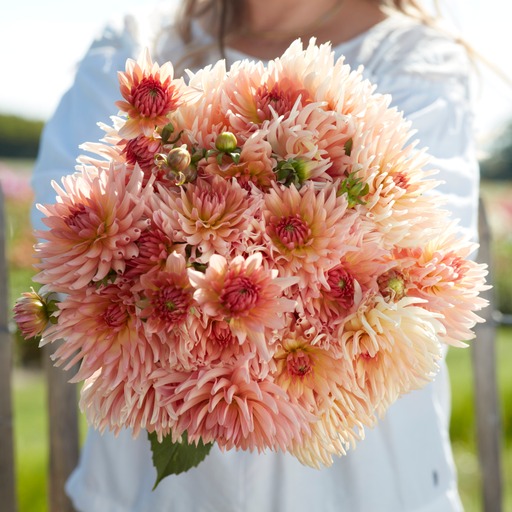Dahlia knöl Henriette Kaktus   - 3