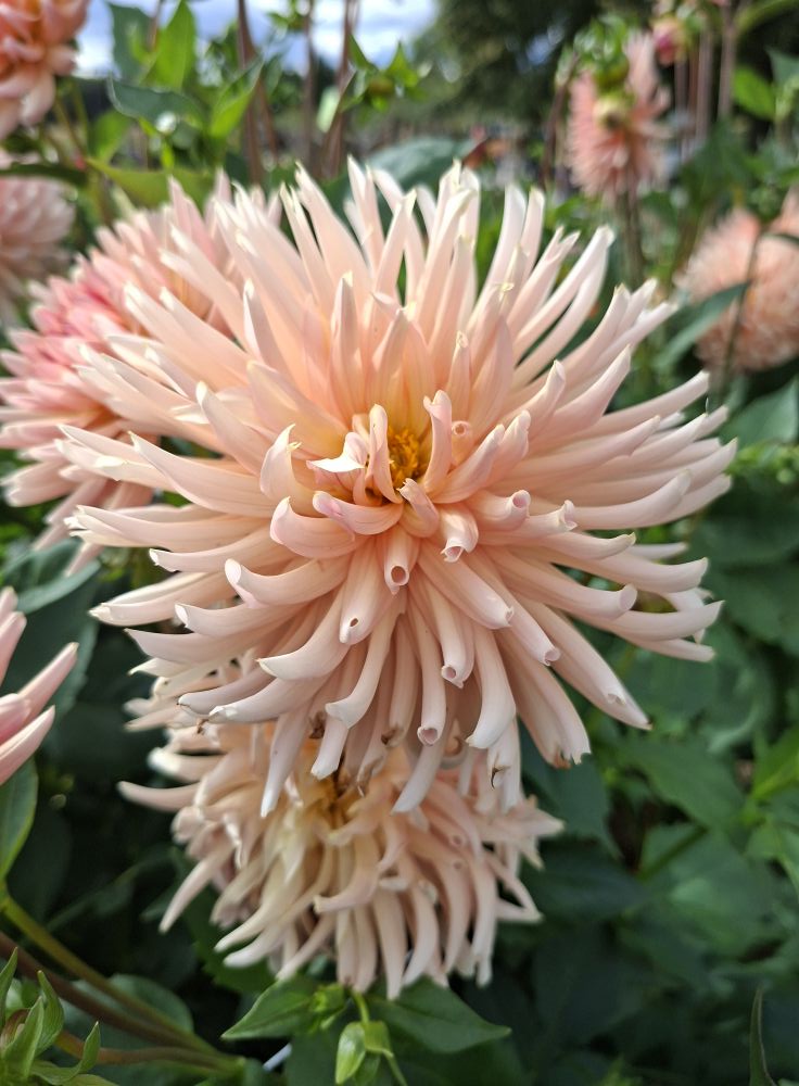 Dahlia knöl Henriette Kaktus   - 5