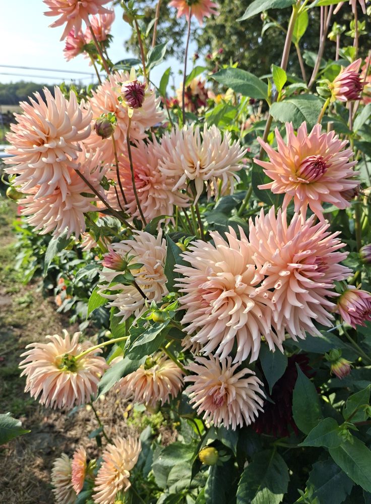 Dahlia knöl Henriette Kaktus   - 6