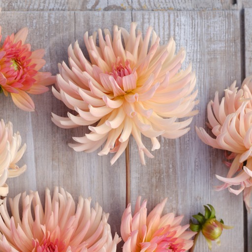 Dahlia knöl Henriette Kaktus  