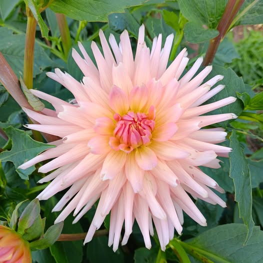 Dahlia knöl Henriette Kaktus   - 4