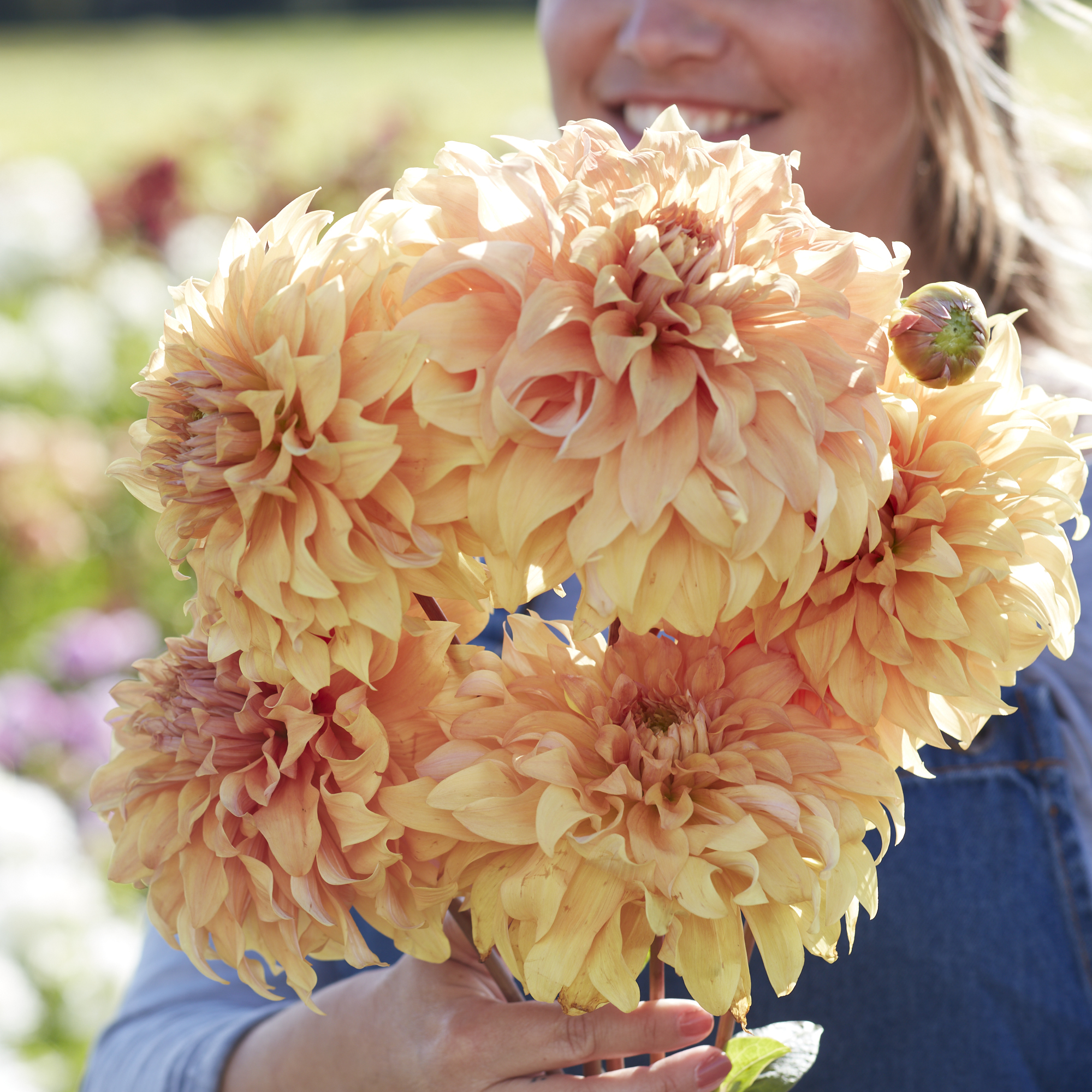 Dahlia knöl Hercules  Dekorativ storblommande  - 2