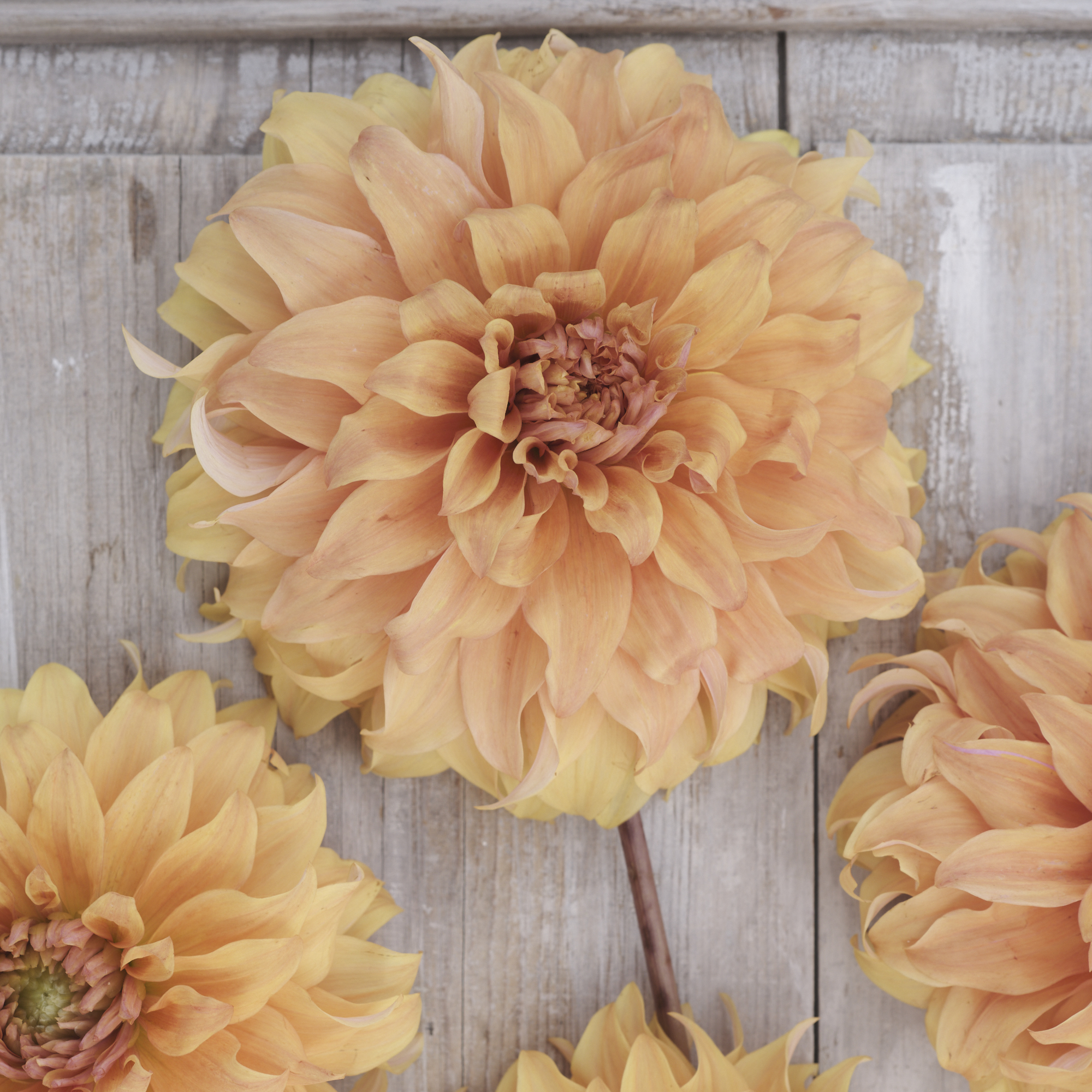 Dahlia knöl Hercules  Dekorativ storblommande 