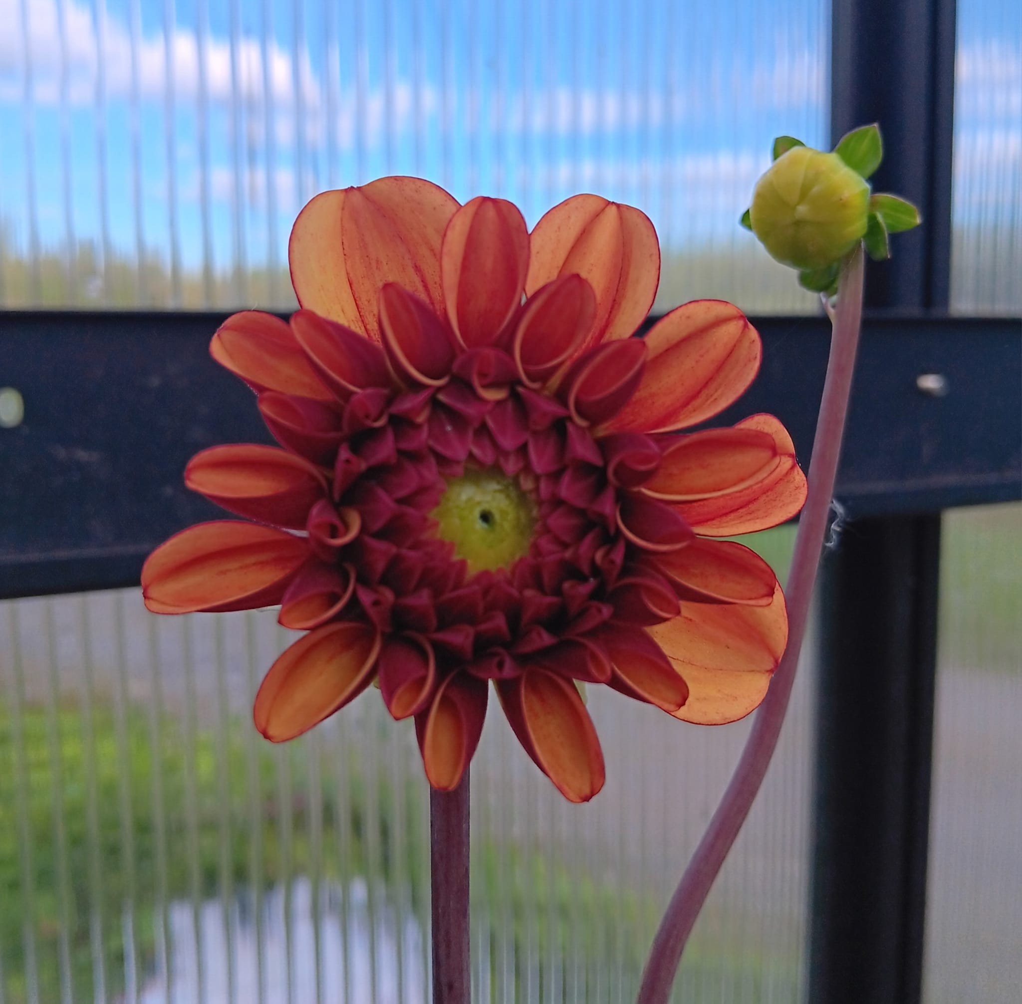 Dahlia knöl High Fidelity   "Boll"   - 3
