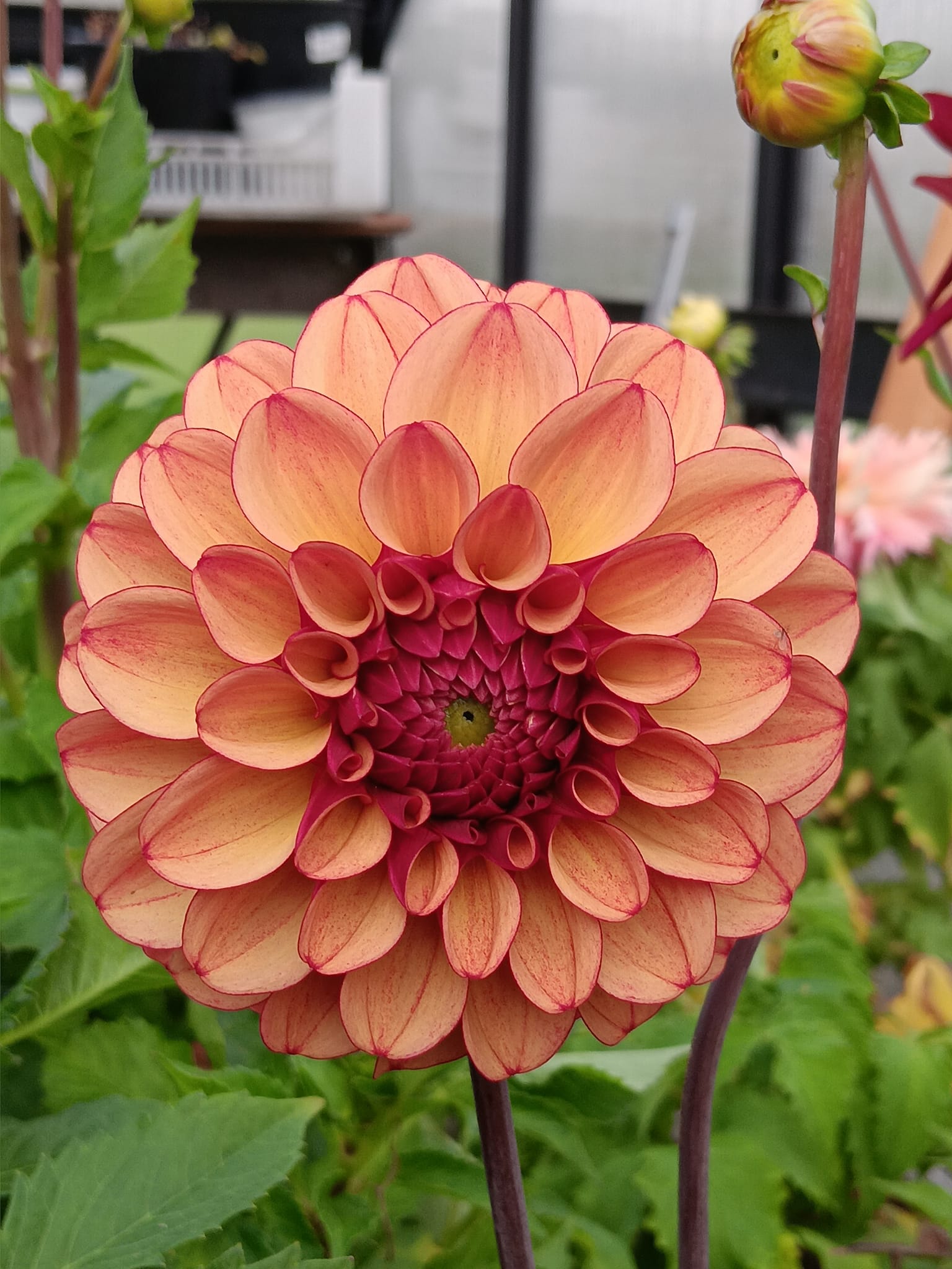 Dahlia knöl High Fidelity   "Boll"   - 2