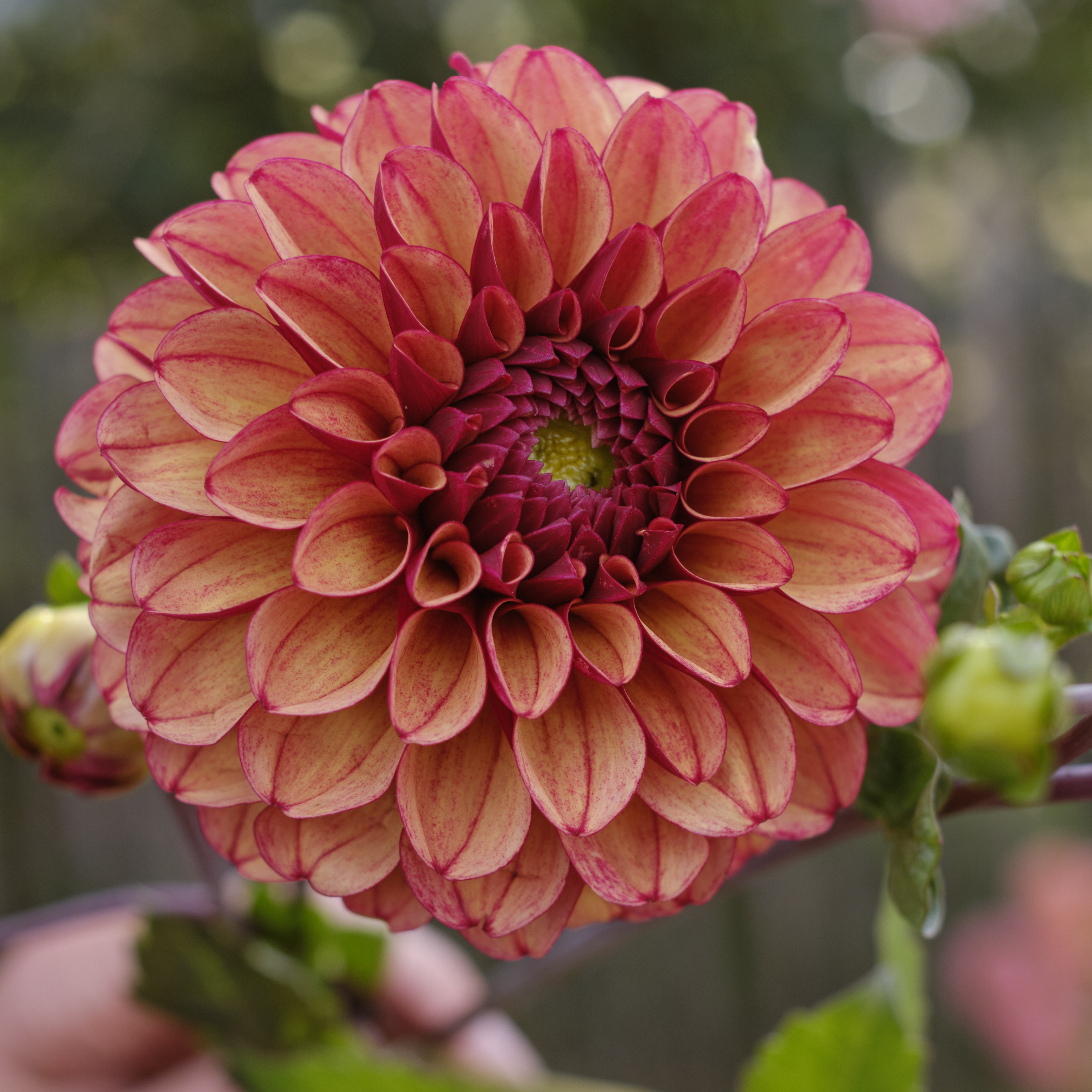 Dahlia knöl High Fidelity   "Boll"  