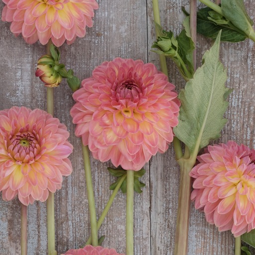Dahlia knöl Hillcrest Suffusion Boll  x