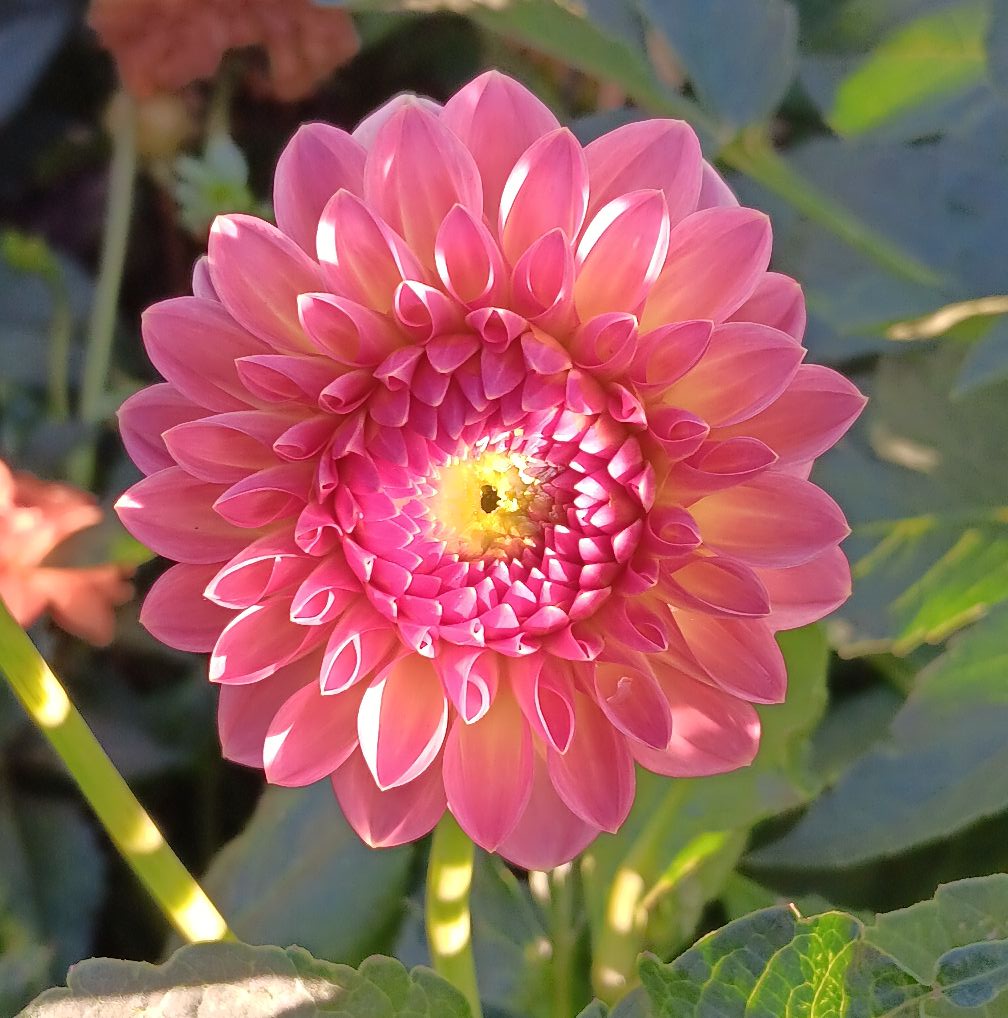 Dahlia knöl Hillcrest Suffusion Boll  x - 3