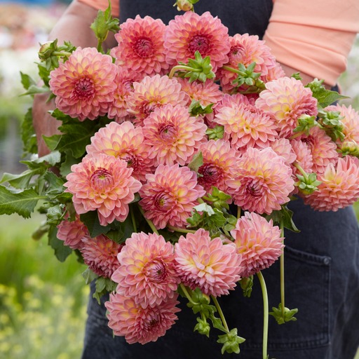 Dahlia knöl Hillcrest Suffusion Boll  x - 2