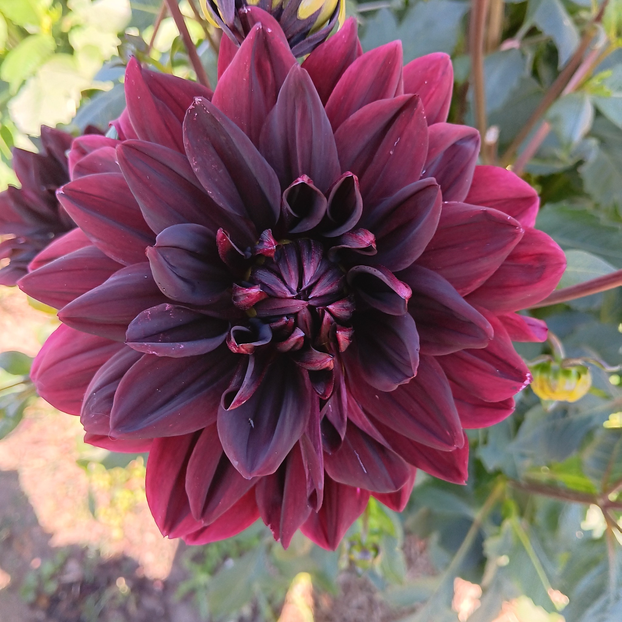 Dahlia knöl Holly Hill Black Beauty  x - 2