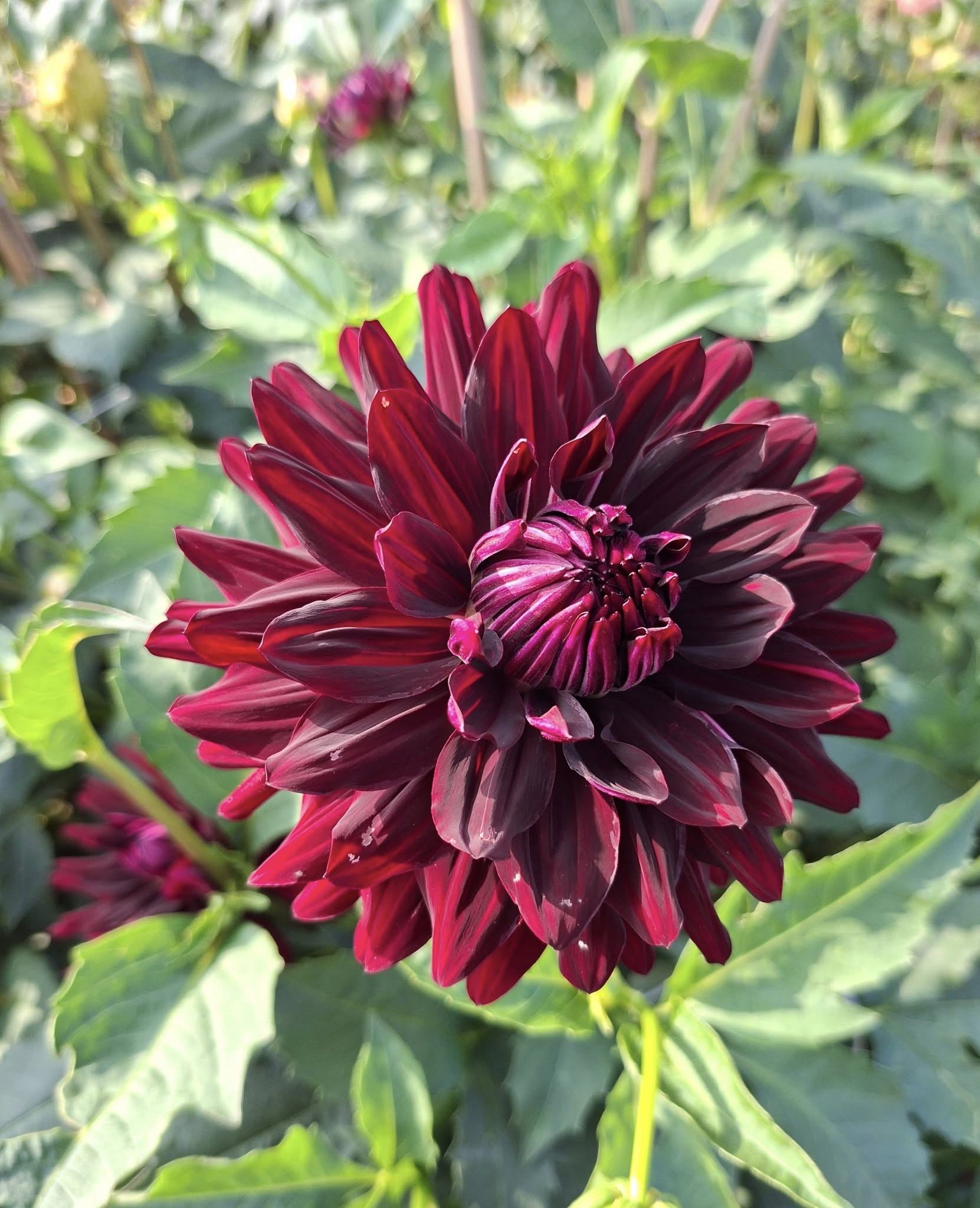 Dahlia knöl Holly Hill Black Beauty  x - 3