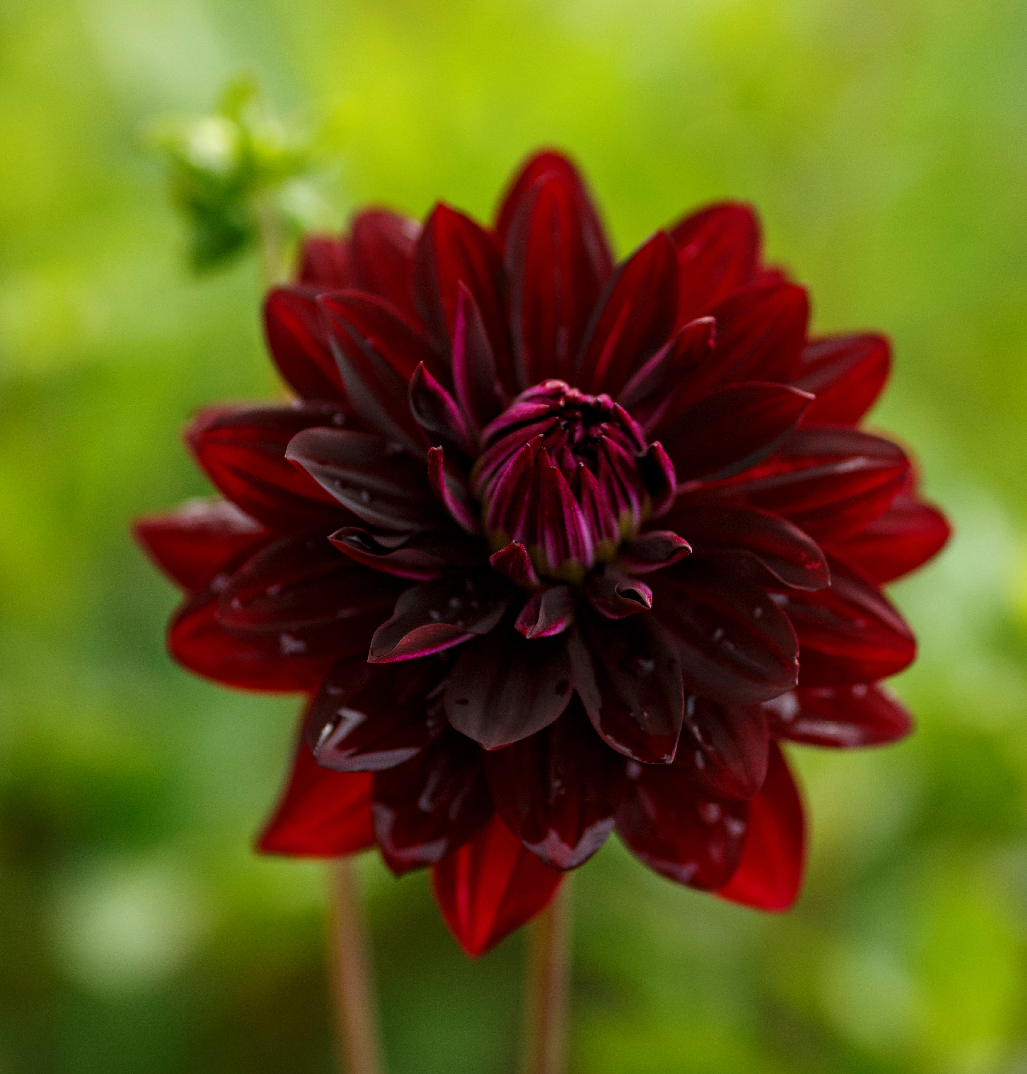 Dahlia knöl Holly Hill Black Beauty  x
