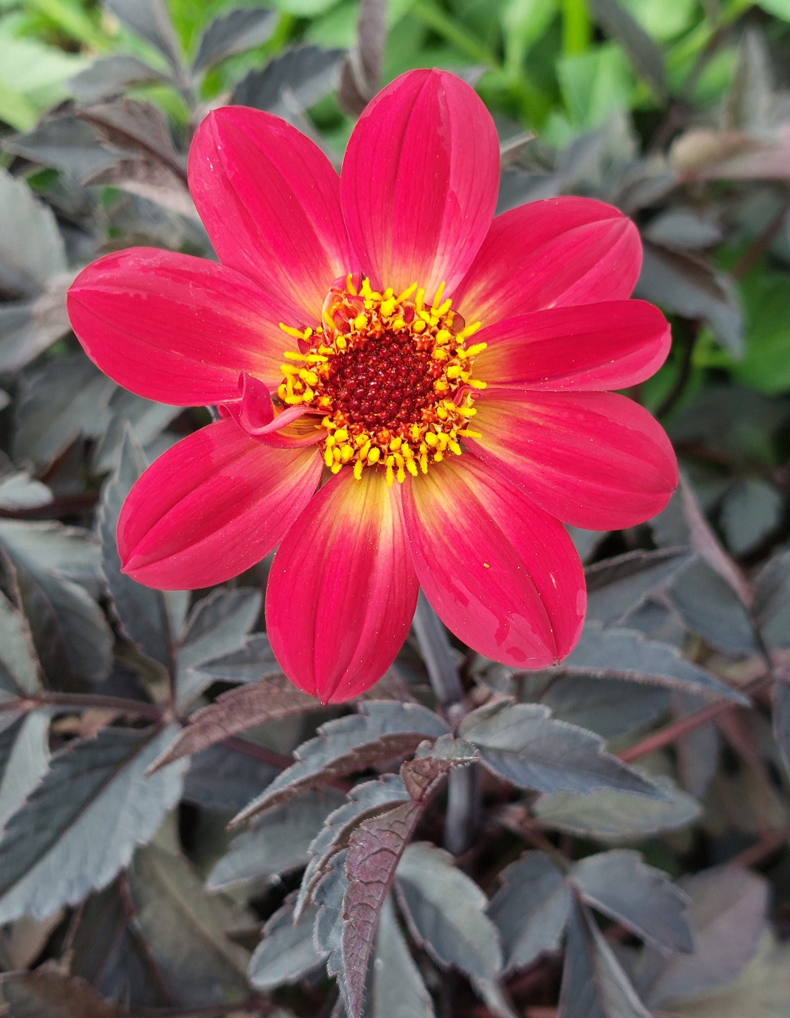 Dahlia knöl HS Flame "Enkelblommande - 2