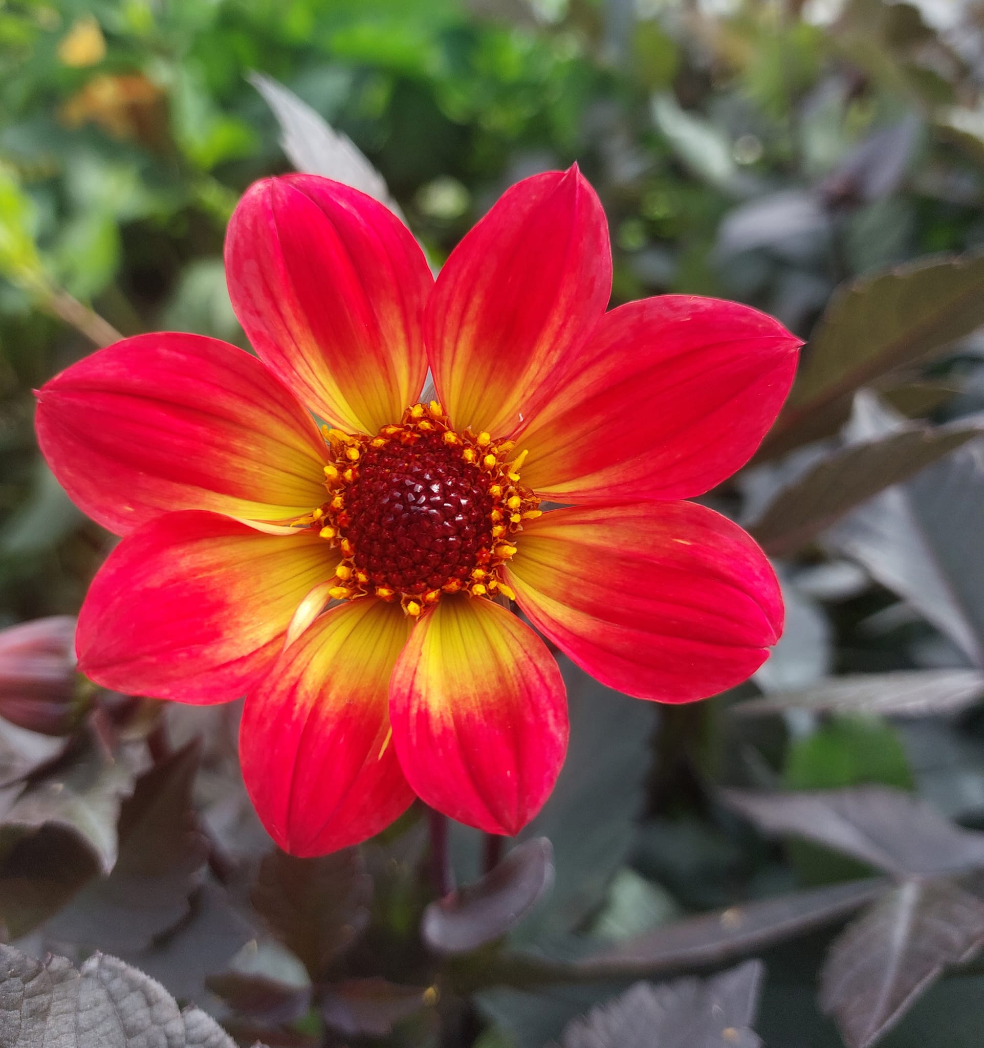 Dahlia knöl HS Flame "Enkelblommande - 4