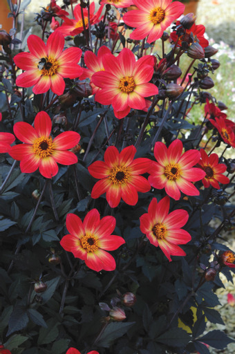 Dahlia knöl HS Flame "Enkelblommande